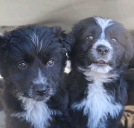 在沙漠中救了两只狗狗,1年后他们完成了3万英里的旅行 