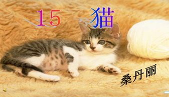15猫ppt课件公开课下载
