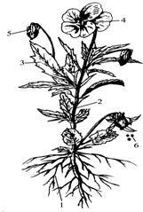 为什么说被子植物是目前最进化，最高级，种类最多样化的类群？