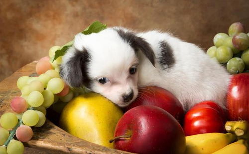 狗吃葡萄会中毒是谣言还是事实
