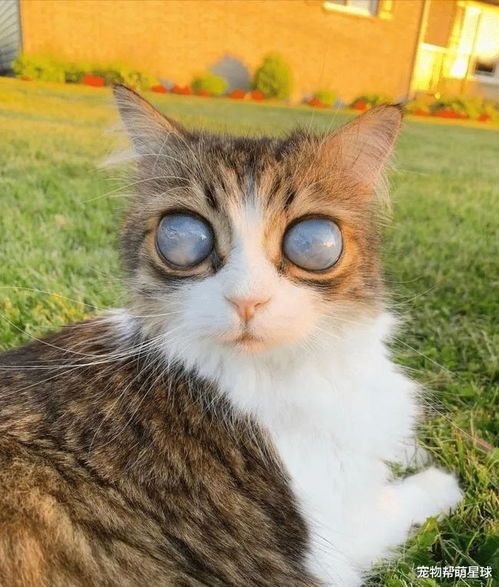 这只猫咪的眼睛宛如绚烂星云,然而却不能再领略世界风景