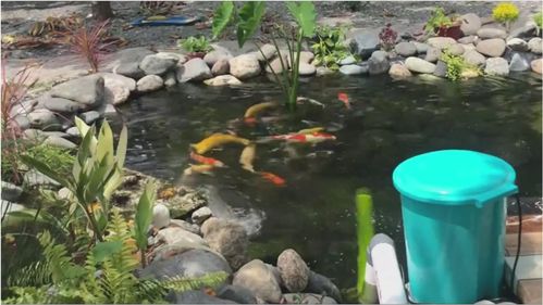 在乡下花500块,造个鱼池,养一群锦鲤,活水 循环水,水质不错 