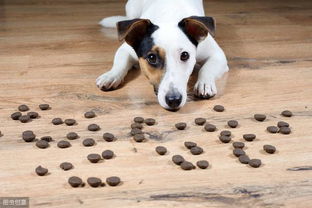 如此给狗狗喂食,相当于吃纯巧克力,兽医 你是想它回汪星吗