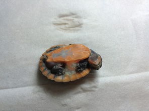 急救 刚买的两只小圆澳龟,好像腐皮了,大神能进来看一下吗 