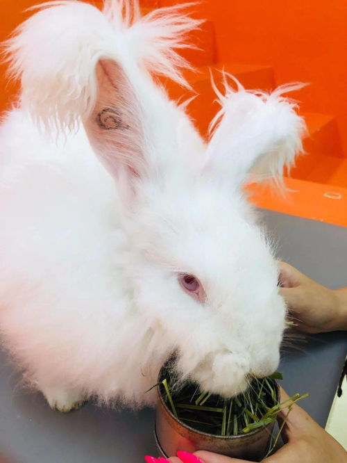 安哥拉巨兔 体验馆,双人撸兔,只要39.9元