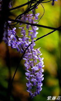 紫藤花的花语的句子,紫藤花的花语：优雅与执着的爱，永不言弃