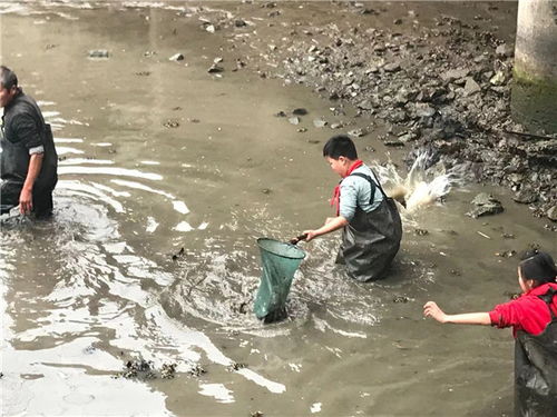 小候鸟 入干塘 挽袖捉鱼年味浓