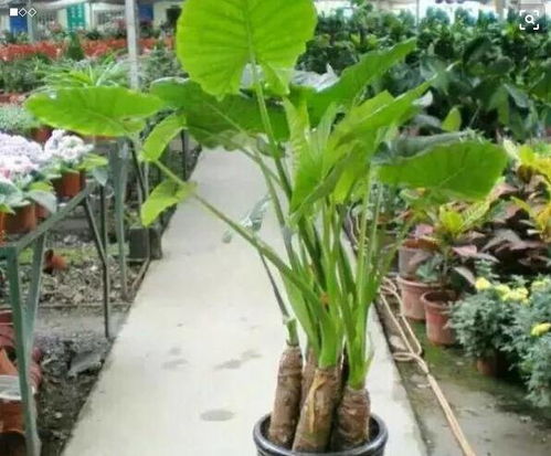 金梦竹芋的养殖方法,金梦竹芋的养