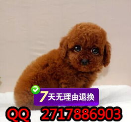 武汉泰迪犬出售 武汉买卖泰迪熊的地方 武汉哪里有卖泰迪熊狗
