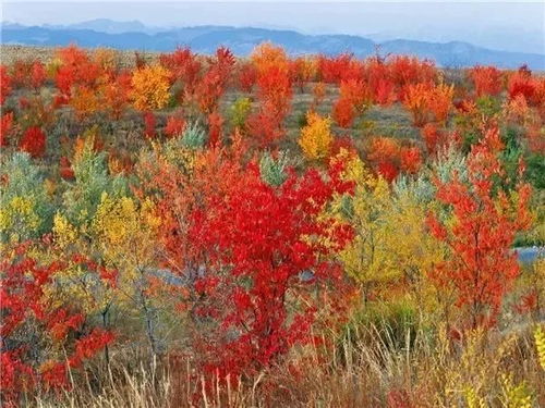 山竹走了,我现在只关心中秋国庆去哪里玩 . jpg 黄金十月 木垒N多景点 N多活动等你来