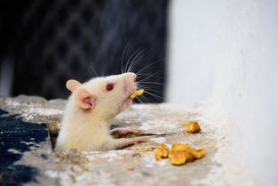 小白鼠怎么养 要吃什么 要多久喂一次 