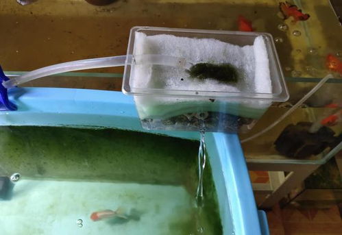 给五条金鱼的鱼缸做了一个小上滤,用斗鱼盒做的,能有效果吗