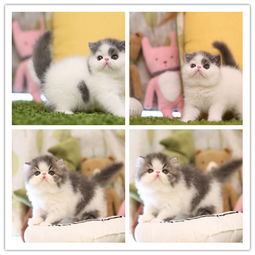 图 纯种加菲猫出售 疫苗做齐 终身质保签协议 哈尔滨宠物猫 哈尔滨列表网 