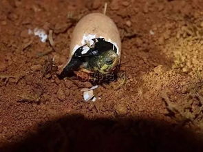 前方高能 孵化龟蛋的蛭石究竟湿度要多少才能安全孵出龟苗