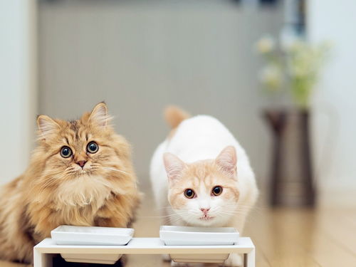 猫咪多大算成猫,猫咪多大算成猫猫粮