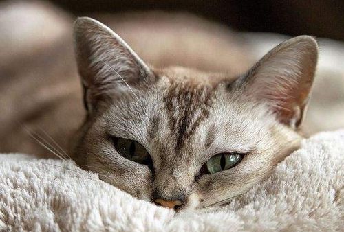 你知道猫咪的眼睛跟人类的眼睛有什么区别吗,猫眼冷知识