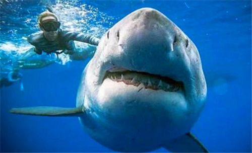 被死神遗忘的鲨鱼,现400岁,从明朝活到现在,让无数人好奇
