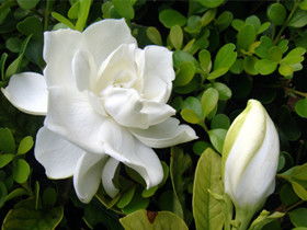 栀子花怎么养才长得好,栀子花是一种非常美丽的花卉，其洁白的花朵和浓郁的香气深受人们喜爱