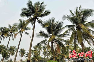 海南 椰子树当选为省树 三角梅成为省花 