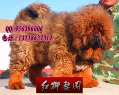 北京哪里有卖红獒幼犬 朝阳区哪里有卖红獒 