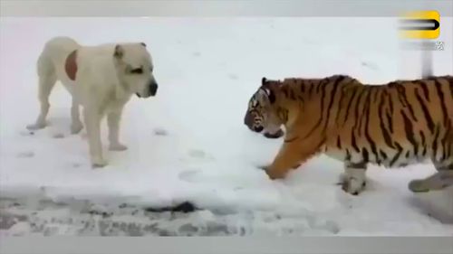 狗跟老虎抢食物被打, 老虎 我就打你了, 你咬我啊 