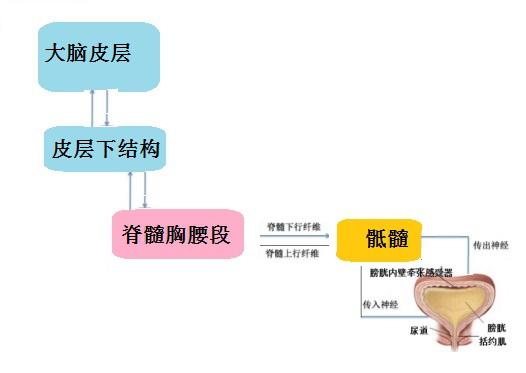 医学冷知识丨高位截瘫为何会导致 尿失禁 