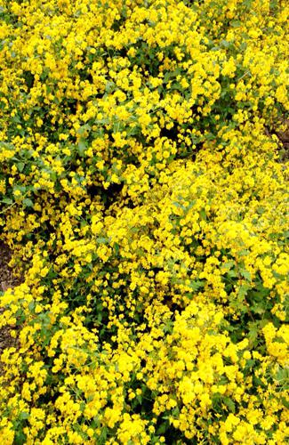 黄色菊花有哪些品种,黄色菊花品种