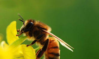 从蜜蜂飞行可以看出什么,蜜蜂一课法布尔得出了什么结论
