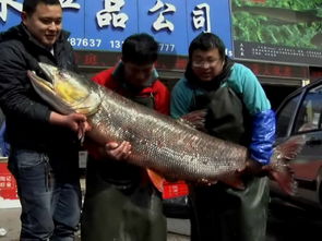 南京一水产市场惊现百斤重 鱼 老板称这种规格实属罕见 