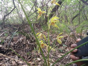 上山挖兰花草怎样签定名贵 