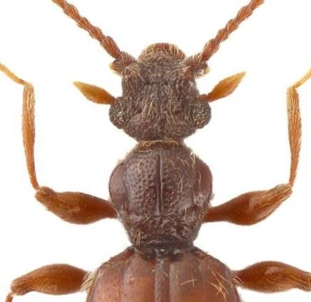 上海动物园里发现新物种 命名为 西郊公园毛角蚁甲