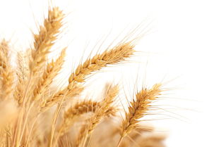 小麦生长周期,小麦生长周期