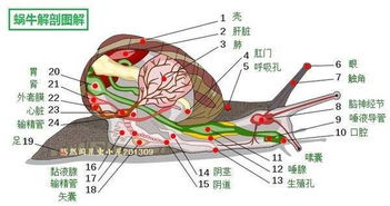 牛体各部位名称图解 搜狗图片搜索