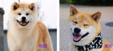 秋田和柴犬是不是同一品种的狗