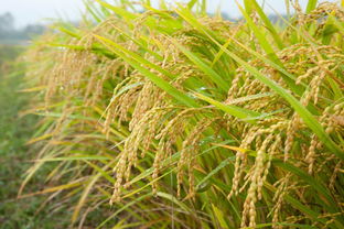 一季稻什么时候种,一季稻种植时间与技巧大揭秘：让你的稻谷丰收不再是梦！