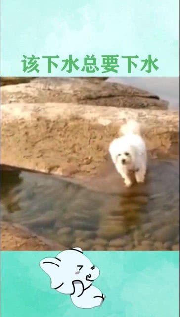 担心狗掉水里,让老婆抱着,没想到该发生的还是发生了 