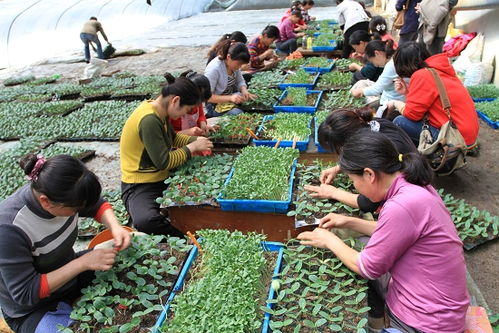 农业合作社优惠政策 土流网 