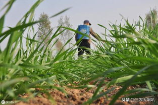 小麦明年要高产,今年冬季怎么管 很简单,注意抓好这3点