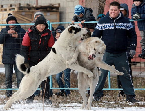 吉尔吉斯斯坦残酷斗狗比赛 决出 育种冠军 
