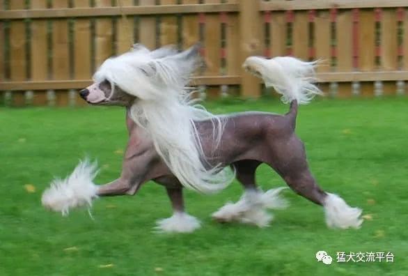 Chinese Crested 中国冠毛犬