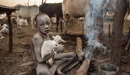贫穷 的原始部落,人均拥有牛10头以上,却永远不会吃掉它们