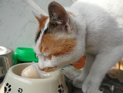 哪些猫不建议买猫粮呢