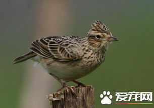 云雀鸟与鱼鳞燕区别 