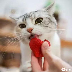 猫咪吃水果,主人要注意啦 