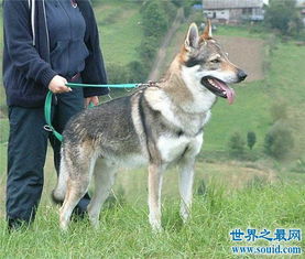 世界上10大最贵的狗品种排行榜,捷克狼犬有市无价 