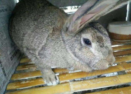 衡阳南岳本地养兔场 10只种兔一年的利润