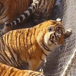 Photos of Chubby Tigers in Harbin Go Viral