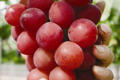 葡萄的功效与作用 葡萄的好处与坏处 吃葡萄会胖吗 吃葡萄减肥吗 
