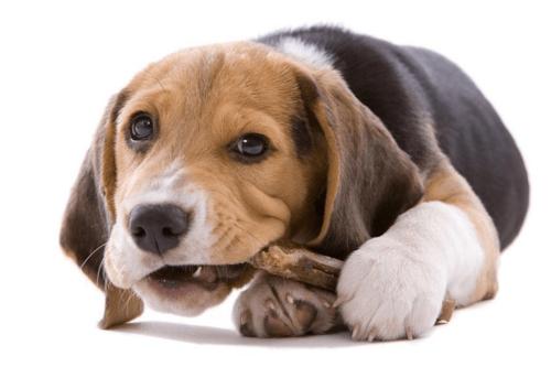 狗狗肾炎有什么症状 具体怎么治疗