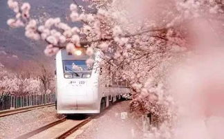 樱花树下；火车飞过苍海,火车穿过樱花